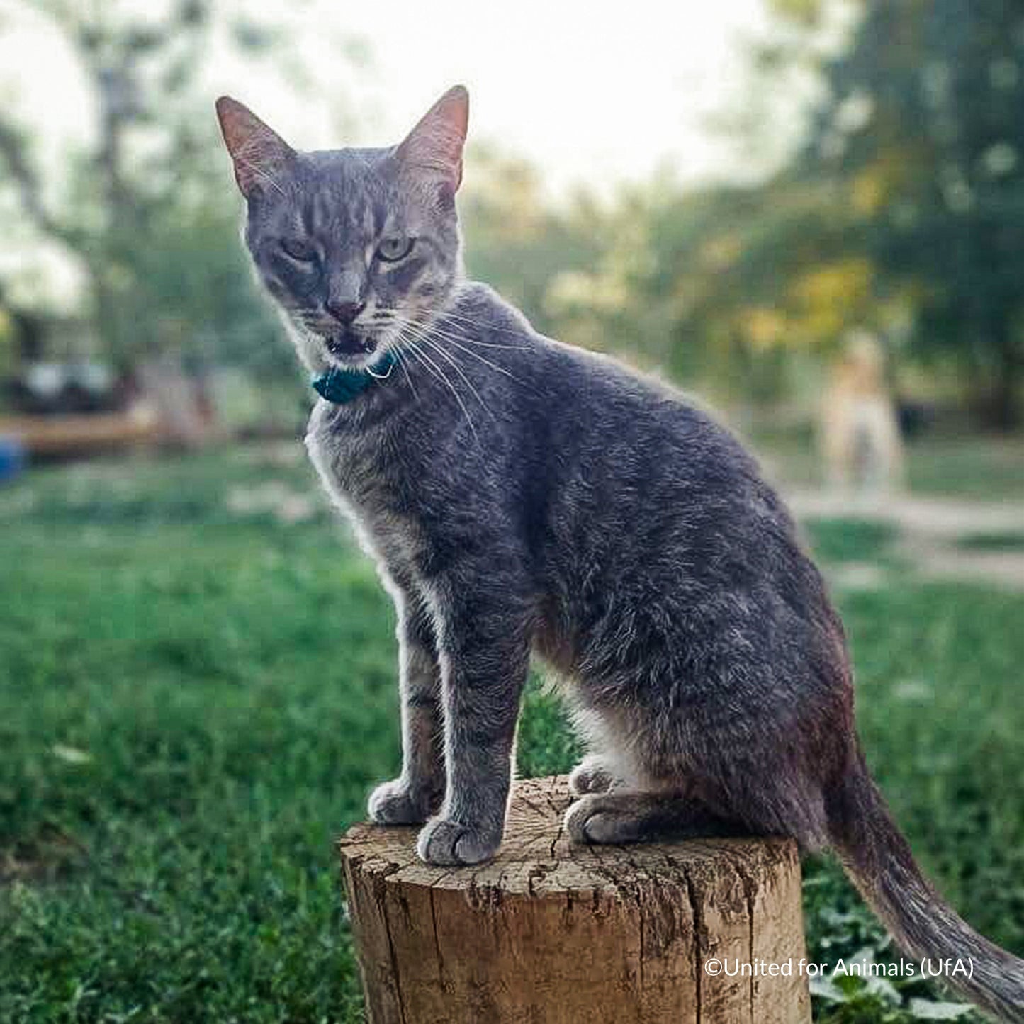 Protect Vulnerable Cats From Extreme Heat