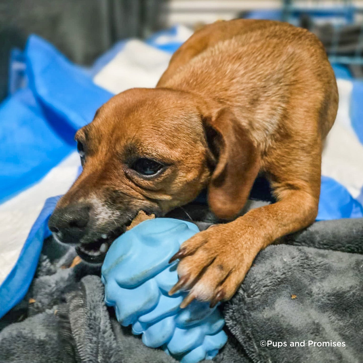 Whoopsie Poopsie: Send Important Supplies To Pets