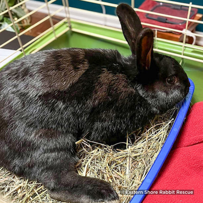 Send Supplies & Goodies To Rescued Bunnies