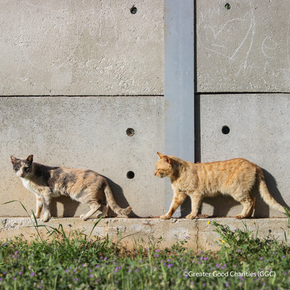Protect Vulnerable Cats From Extreme Heat