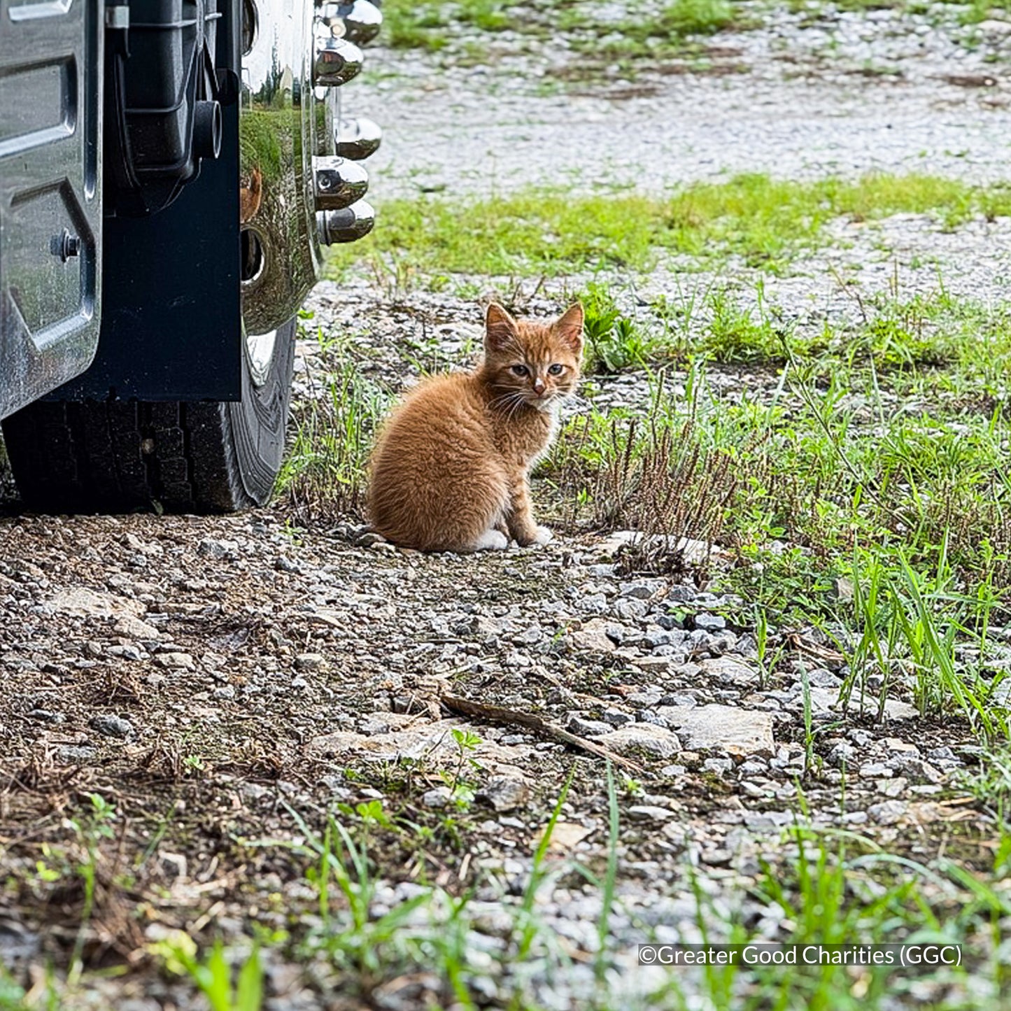 Protect Vulnerable Cats From Extreme Heat