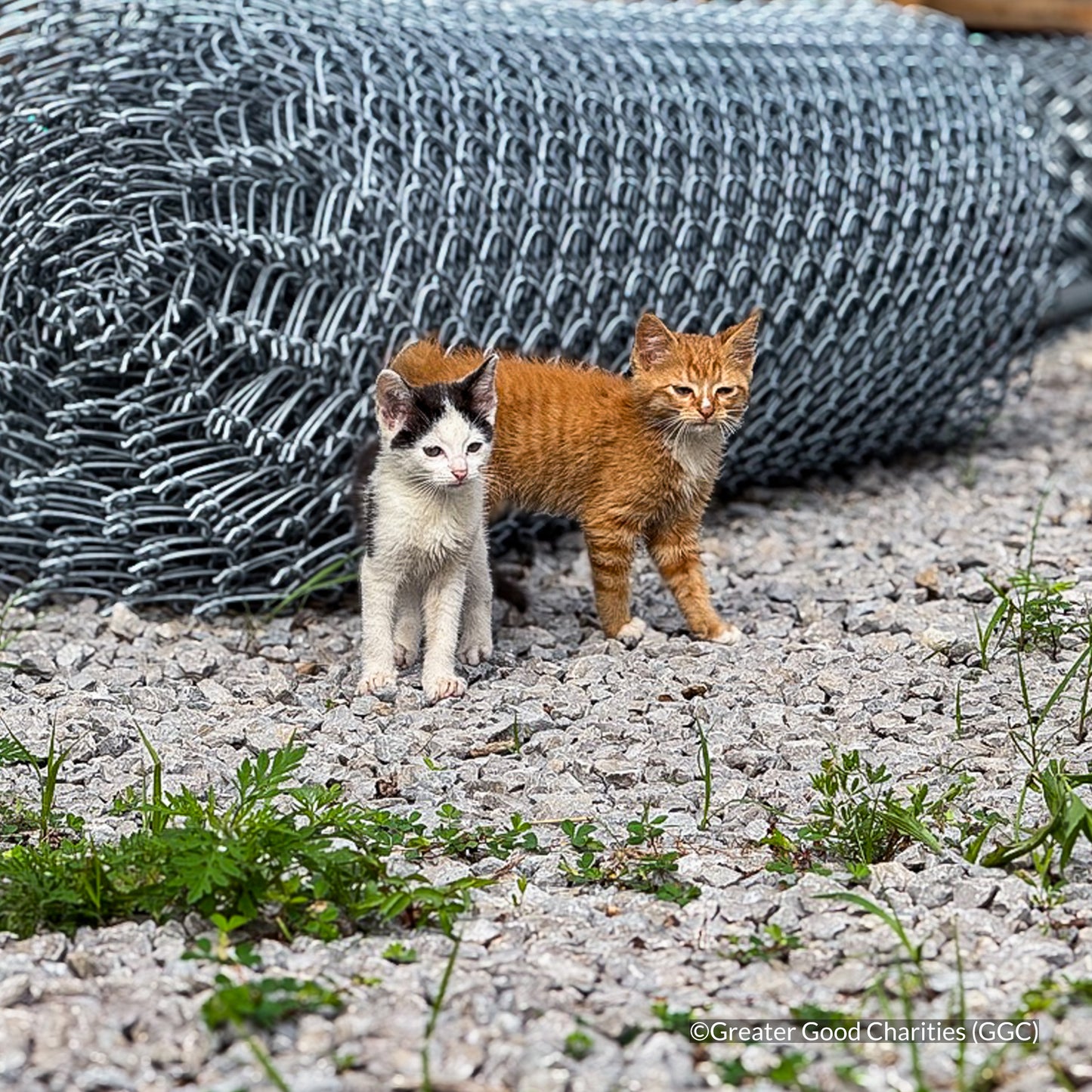 Protect Vulnerable Cats From Extreme Heat