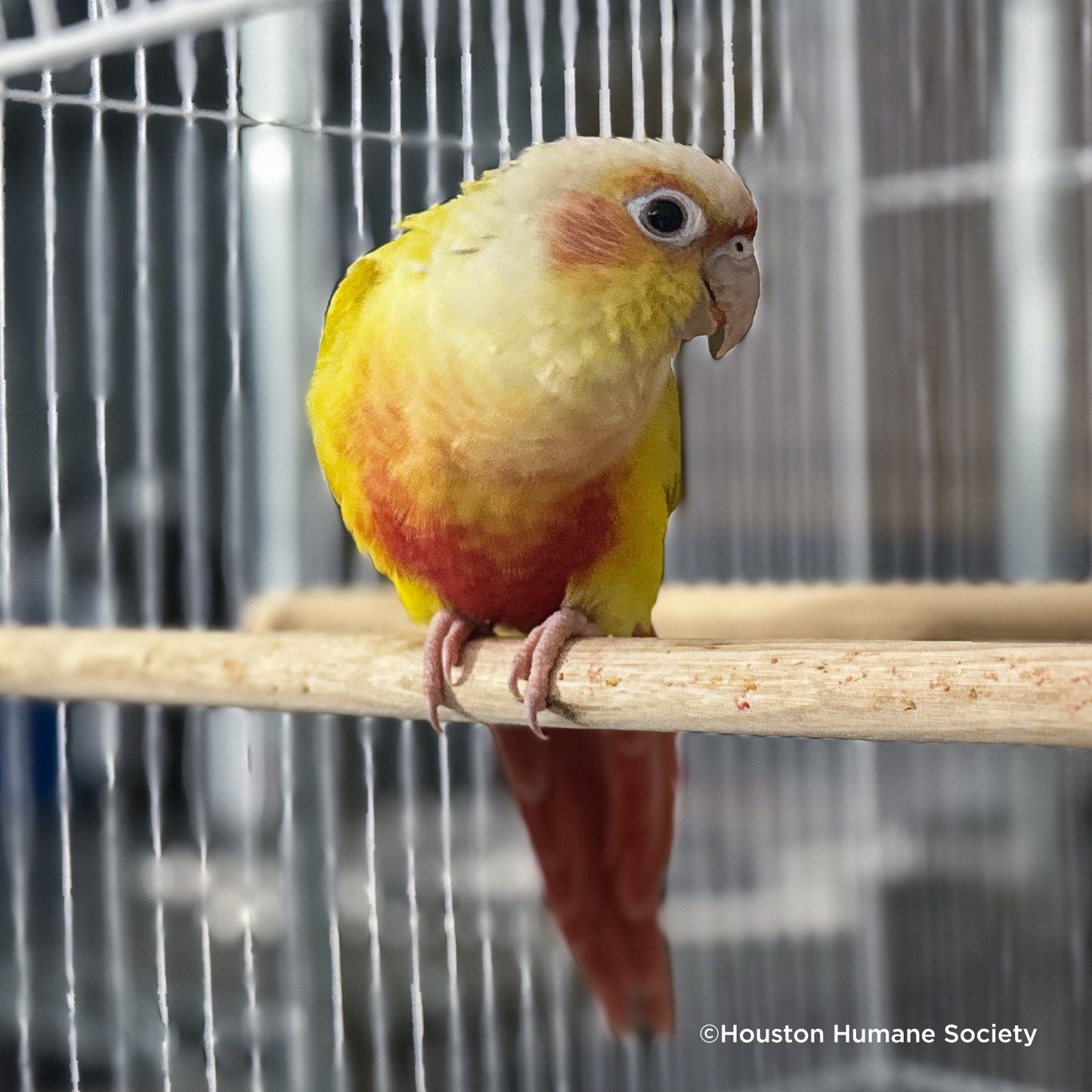 Help Rescued Exotic Birds By Sending Supplies