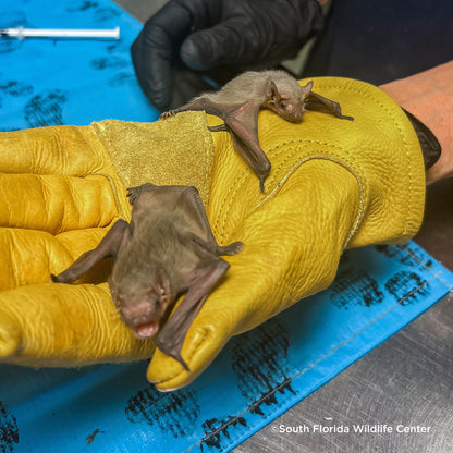 Send Life-Saving Care to Wildlife Animals