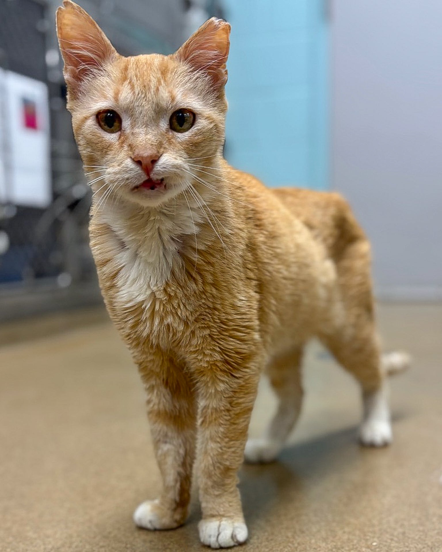 Send Support Packages to Senior Cats | The Animal Rescue Site