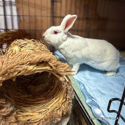 Send Supplies & Goodies To Rescued Bunnies