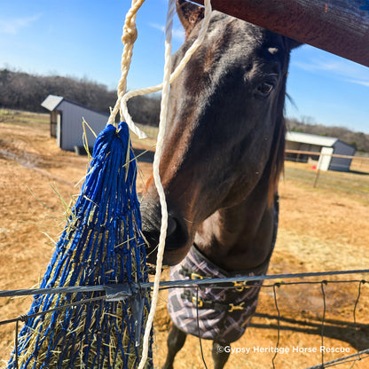 Provide Essential Supplies to Horses in Need