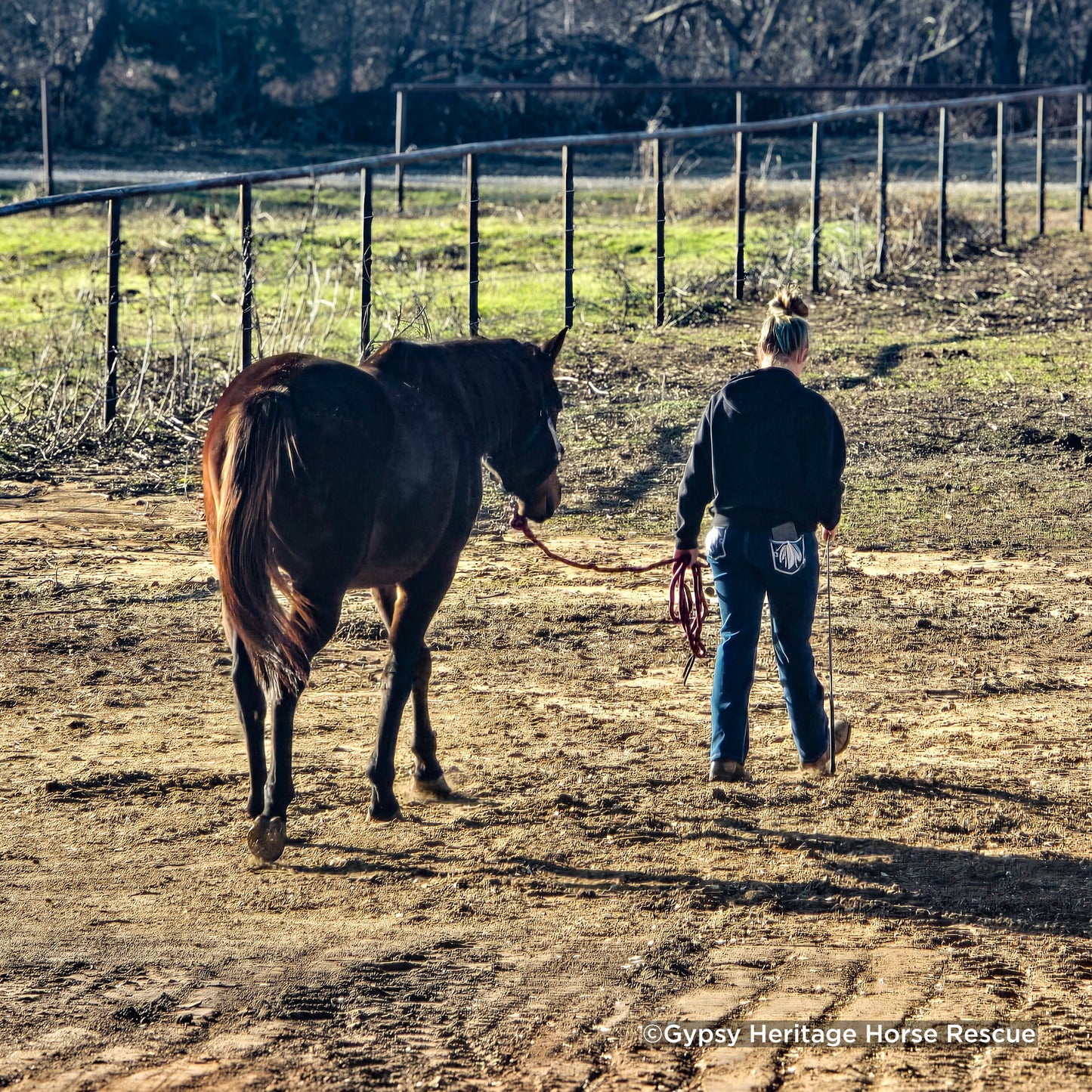 Provide Essential Supplies to Horses in Need