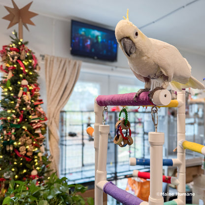 Help Rescued Exotic Birds By Sending Supplies