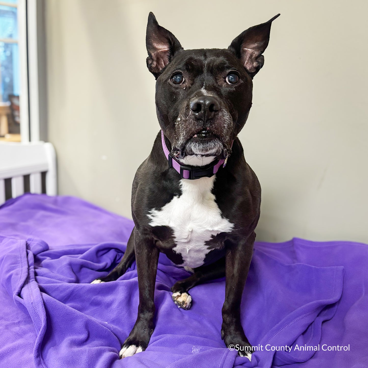 Send Vital Supplies to Shelters Saving Dogs’ Lives