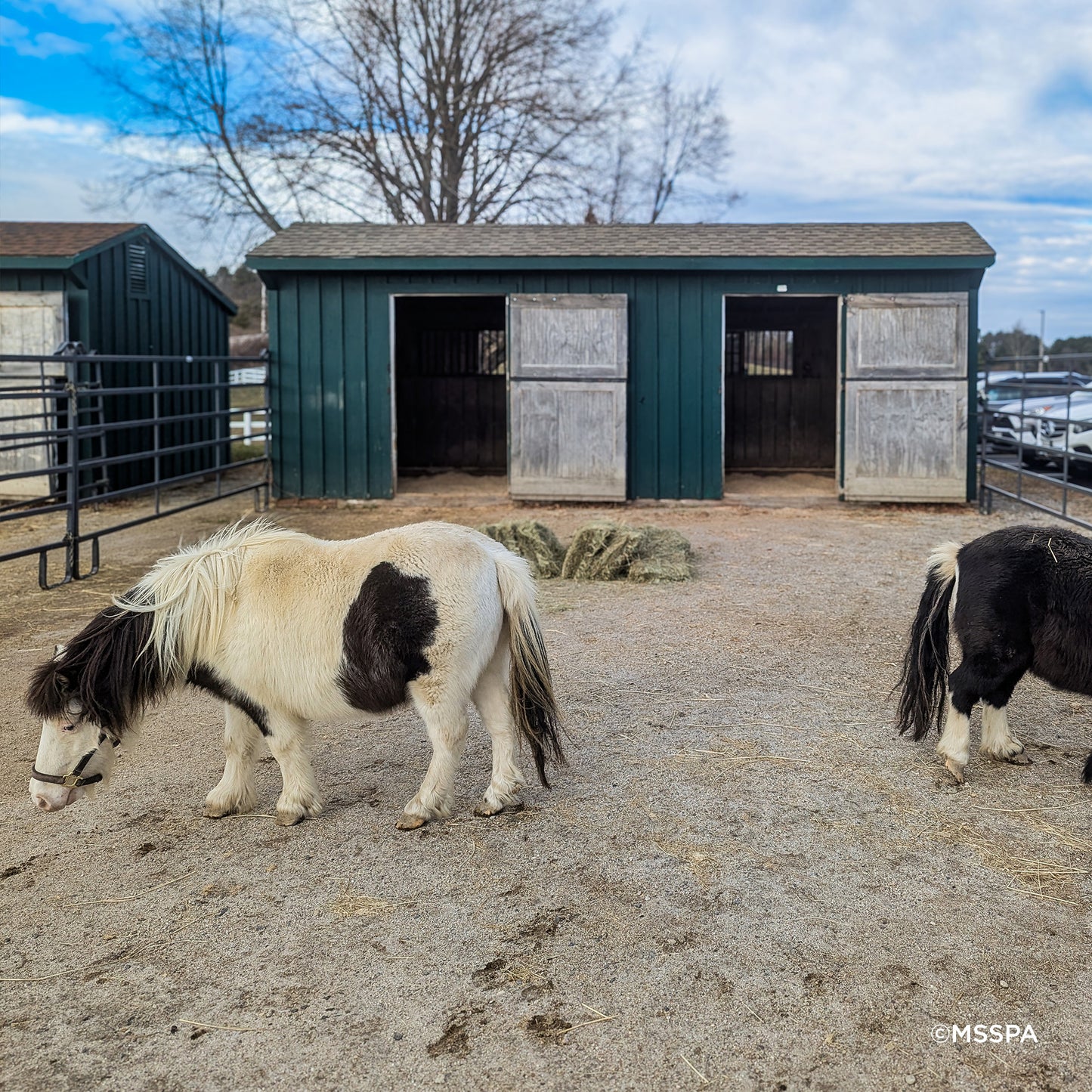 Provide Essential Supplies to Horses in Need