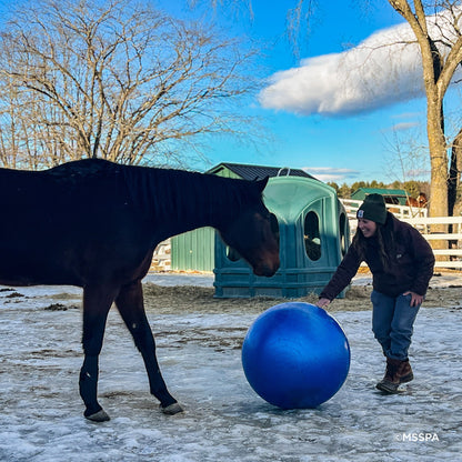 Provide Essential Supplies to Horses in Need