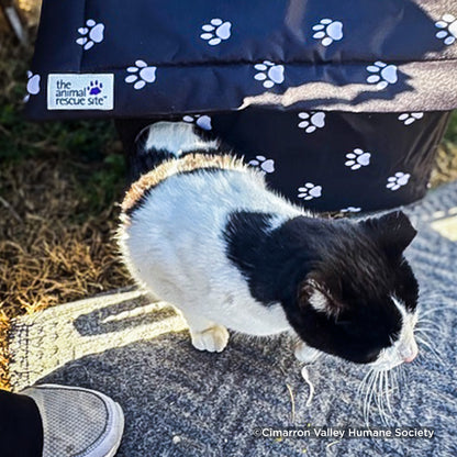 URGENT: Arctic Blast Threatens the Lives of Stray Cats