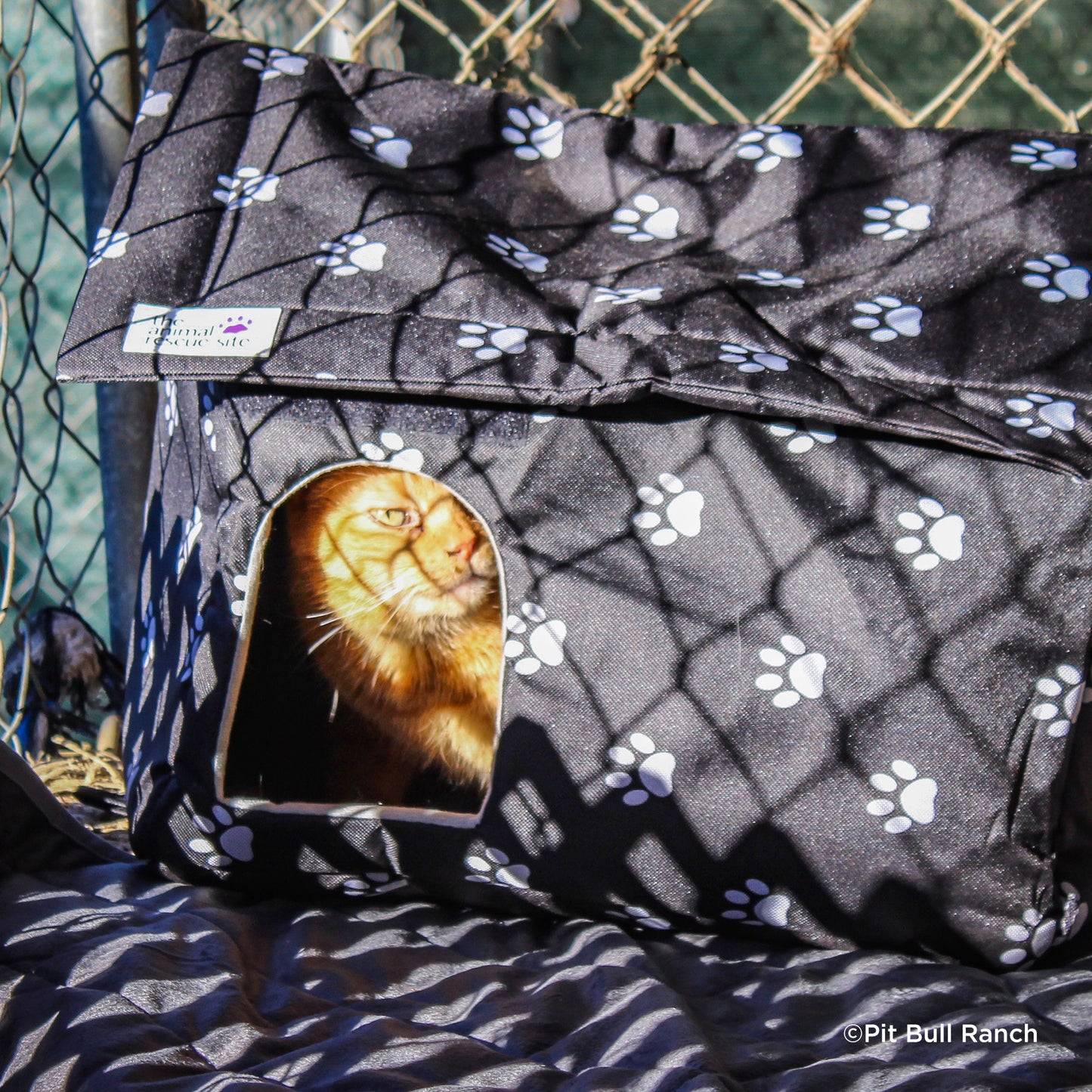 URGENT: Arctic Blast Threatens the Lives of Stray Cats