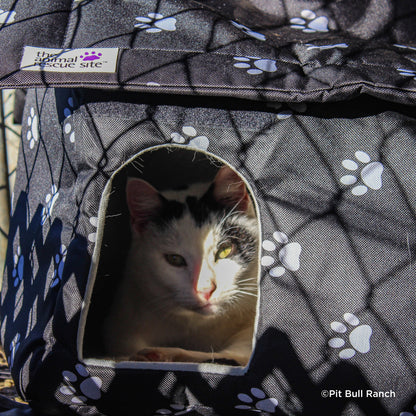 URGENT: Arctic Blast Threatens the Lives of Stray Cats