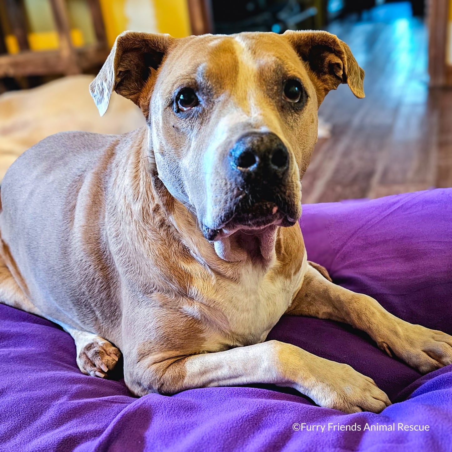 Send Vital Supplies to Shelters Saving Dogs’ Lives