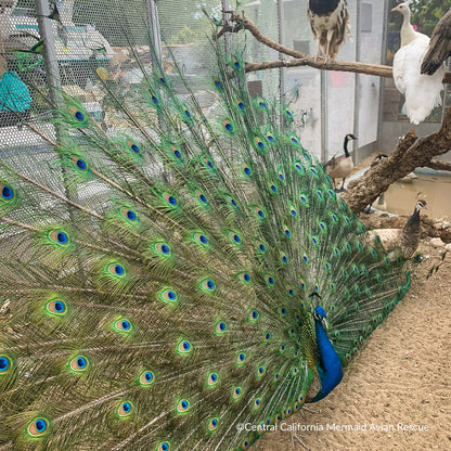 Help Rescued Exotic Birds By Sending Supplies