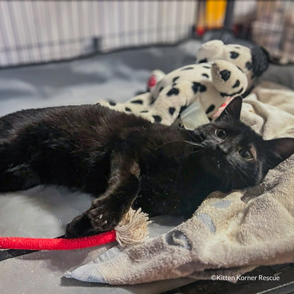 Happy Birthday Animal Rescue Site | Send Presents to Dogs & Cats Benefit Buy