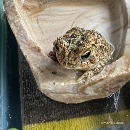 Send Supplies to Rescued Reptiles