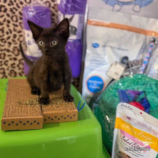 Crazy for Cats: Provide Essentials for Cats & Kittens In Need
