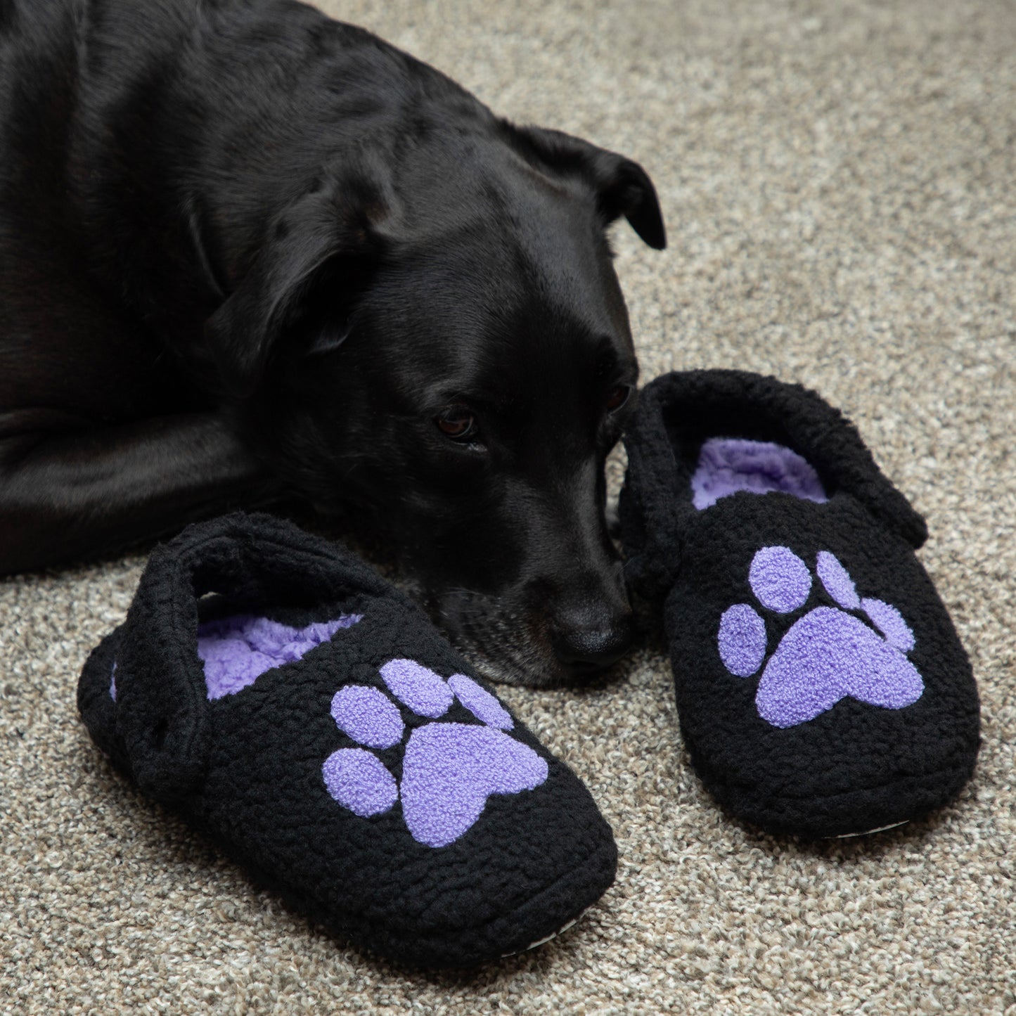 Black dog lying next to black slippers with purple paw prints on a carpeted floor.