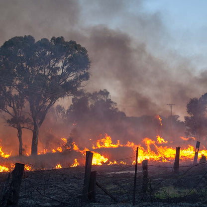 URGENT: Bushfires Ravage People & Wildlife In Australia - HELP NOW