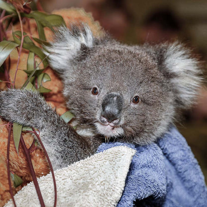 URGENT: Bushfires Ravage People & Wildlife In Australia - HELP NOW