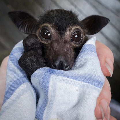 URGENT: Bushfires Ravage People & Wildlife In Australia - HELP NOW