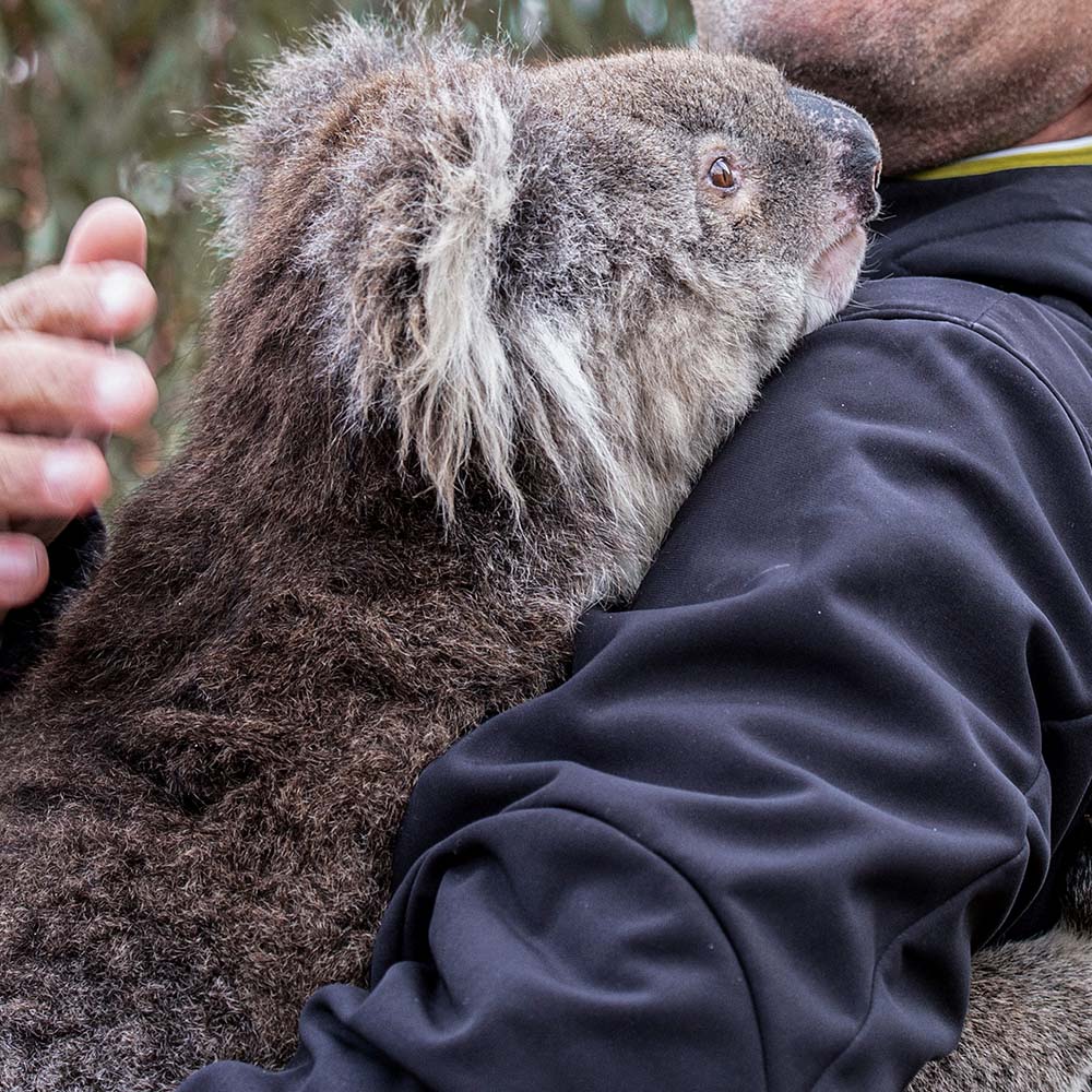 URGENT: Bushfires Ravage People & Wildlife In Australia - HELP NOW