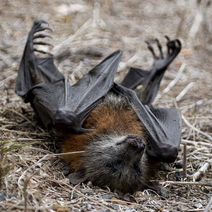 URGENT: Bushfires Ravage People & Wildlife In Australia - HELP NOW