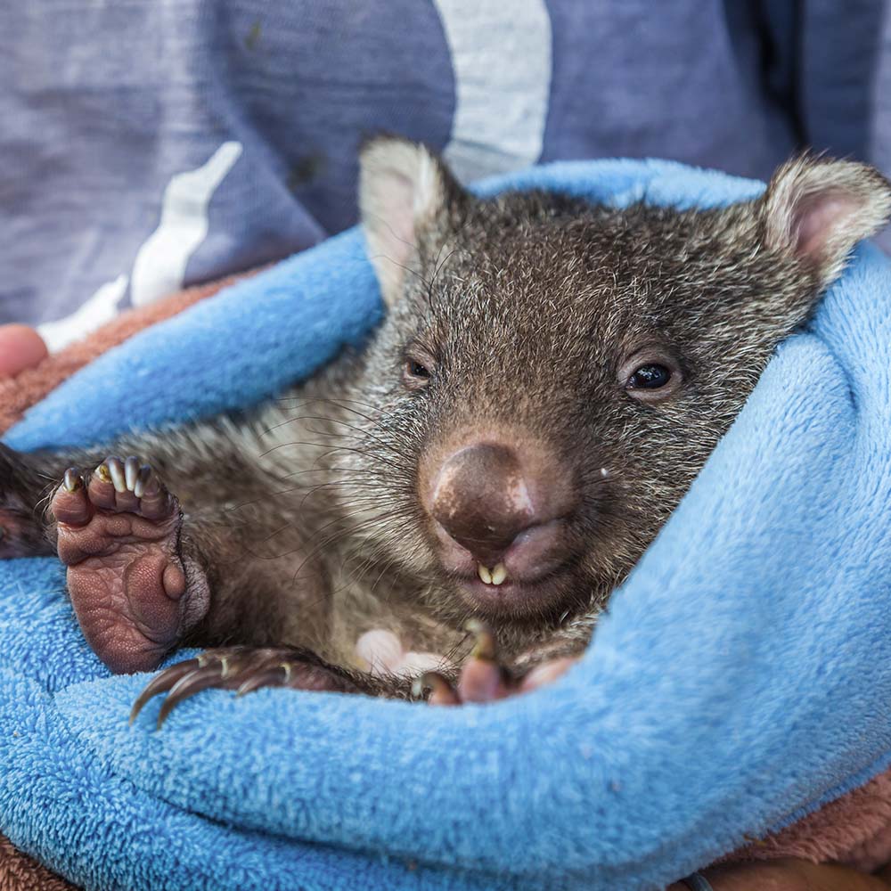 URGENT: Bushfires Ravage People & Wildlife In Australia - HELP NOW