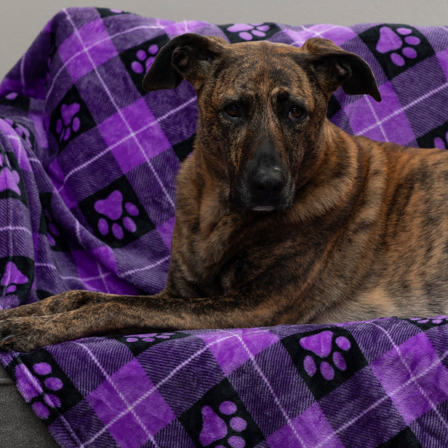 Super Cozy&trade; Pet Blanket