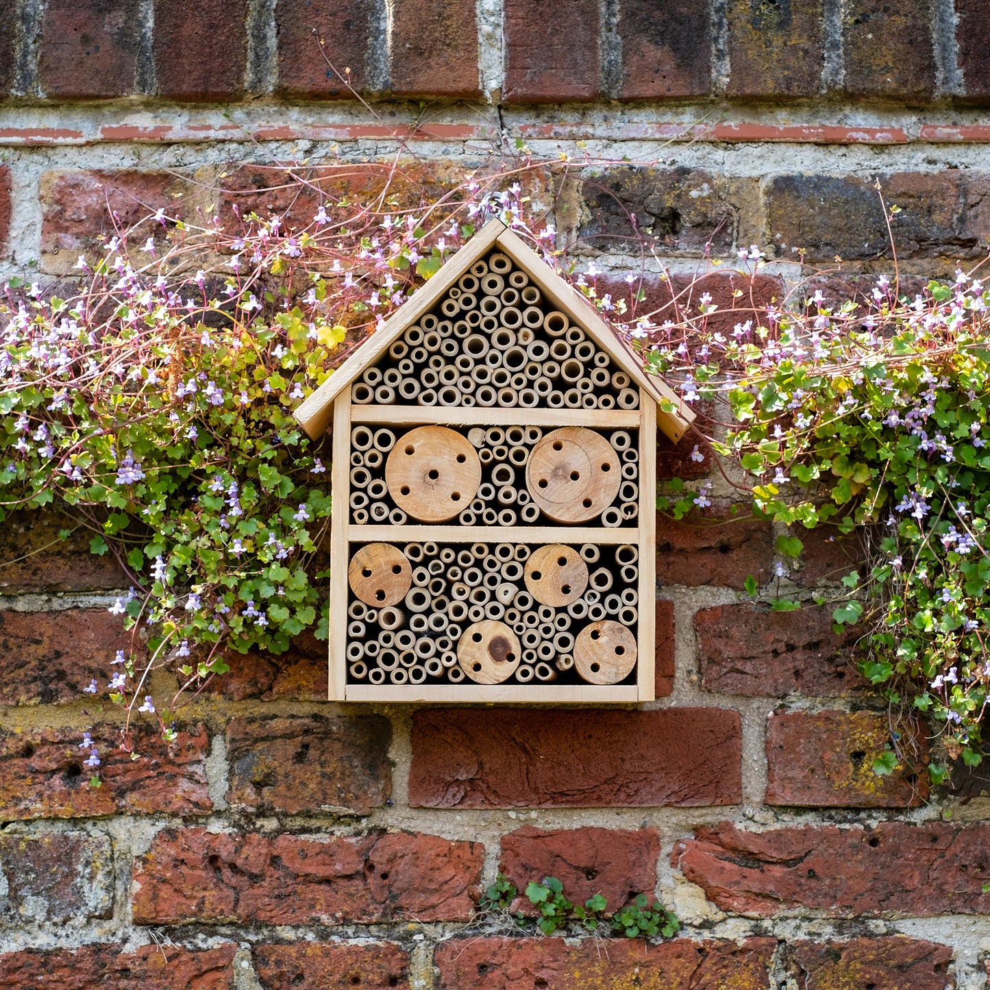 Plant Flowers to Save Bees & Other Natural Wildlife