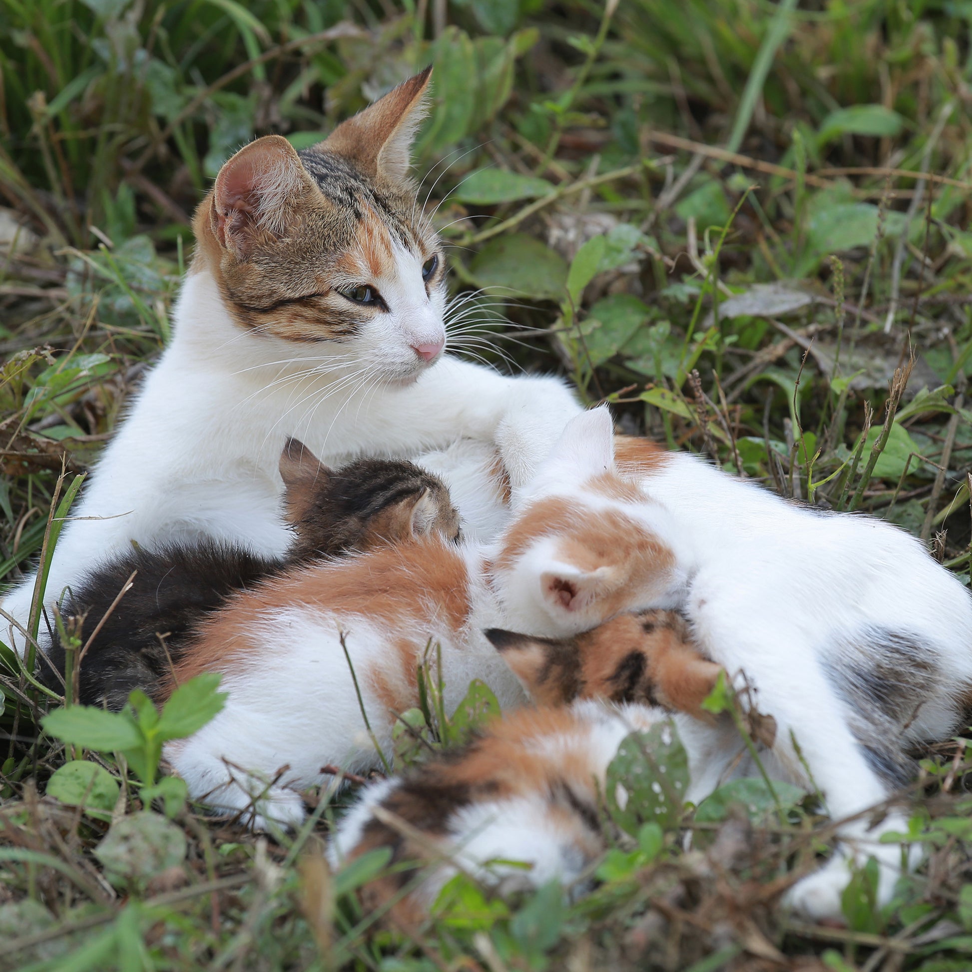 Feral Cats New Hope Cat Rescue Ward End Cat Rescue Rescue For Cats