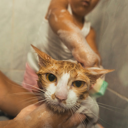 Ready For Adoption: Provide Essential Grooming Supplies to Save Pets' Lives