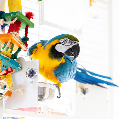 Help Rescued Exotic Birds By Sending Supplies