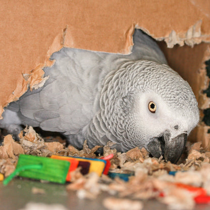 Help Rescued Exotic Birds By Sending Supplies