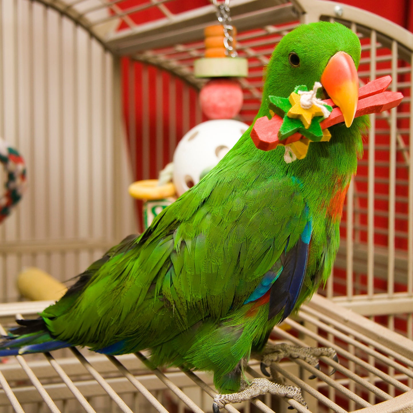 Help Rescued Exotic Birds By Sending Supplies