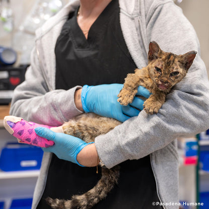 Help Badly Burned Kitten Get Intensive Care