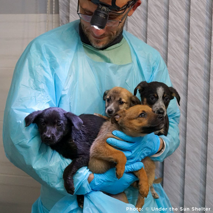 Send Medication to Protect Hundreds of Dogs from Deadly Illnesses