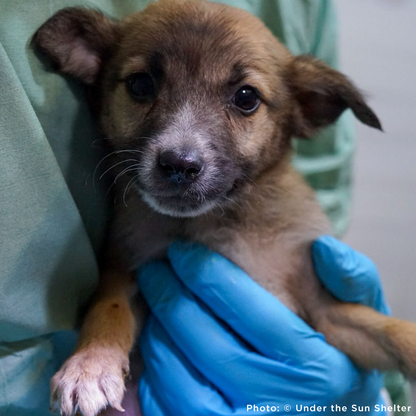 Send Medication to Protect Hundreds of Dogs from Deadly Illnesses