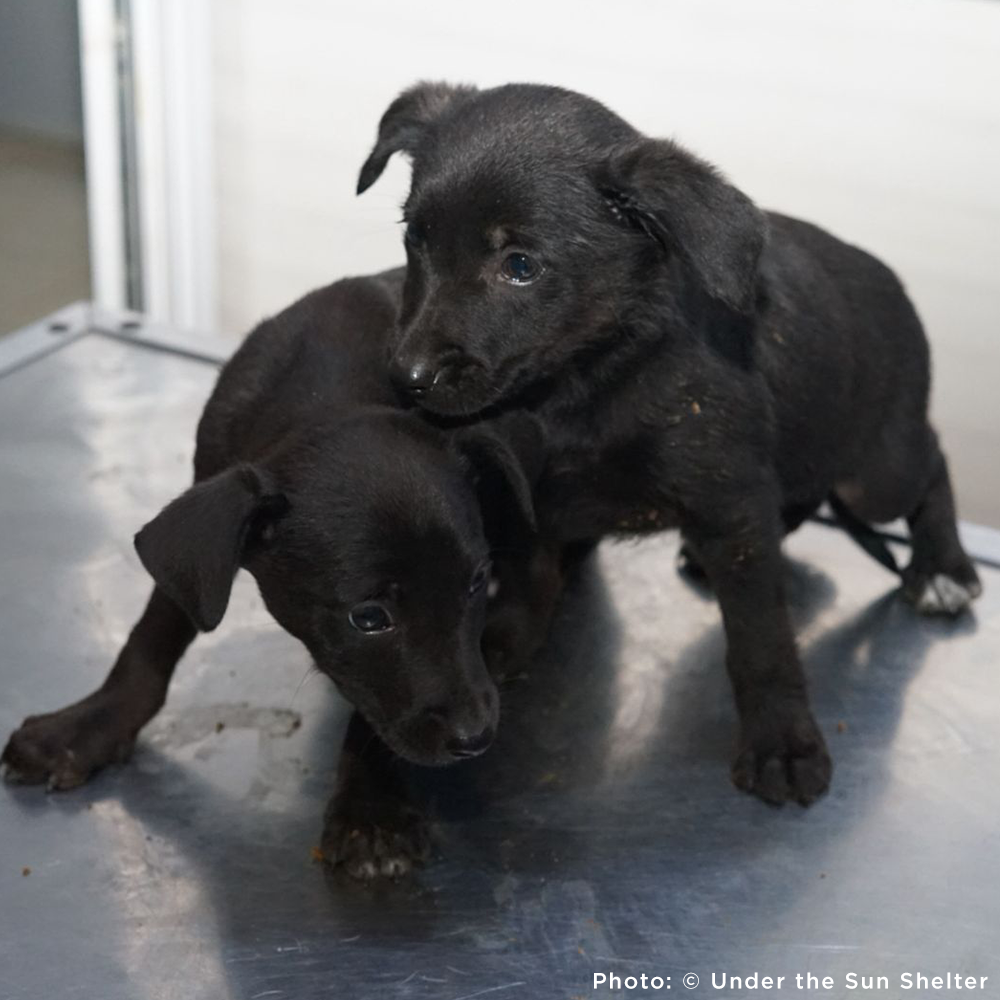 Send Medication to Protect Hundreds of Dogs from Deadly Illnesses