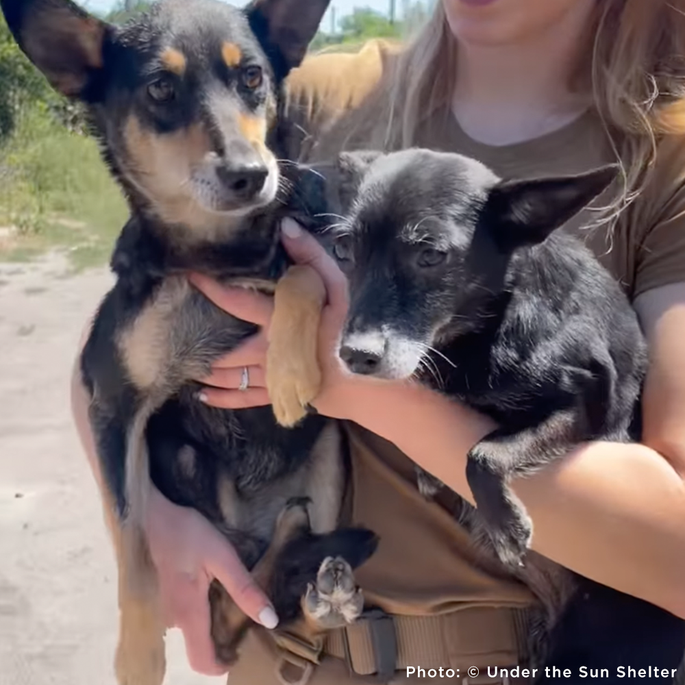 Two dogs being held by a person outdoors with a blurred background