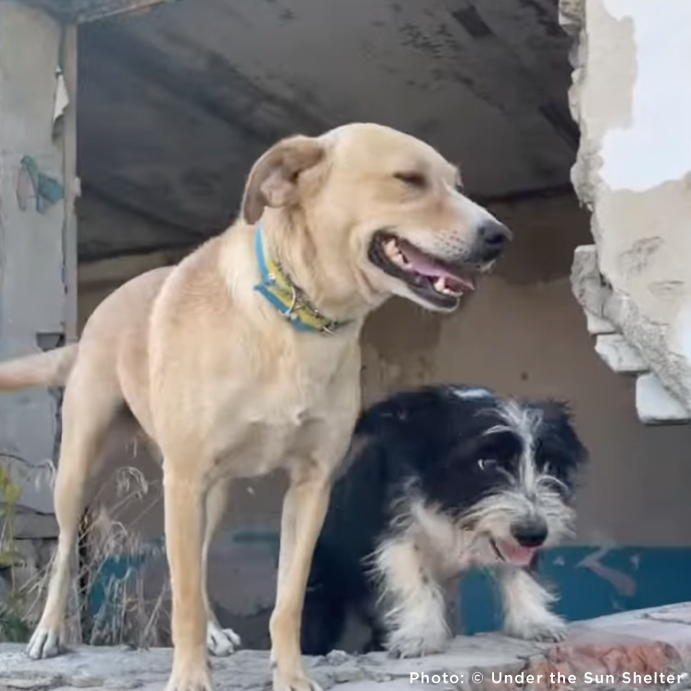 Two dogs standing in a shelter with a concrete wall in the background.