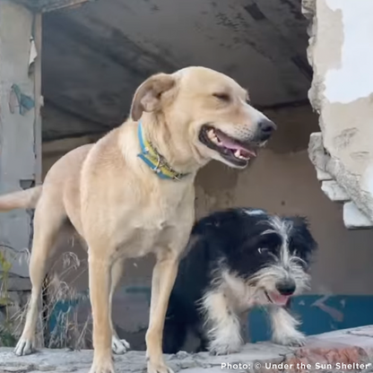 Two dogs standing in a shelter with a concrete wall in the background.