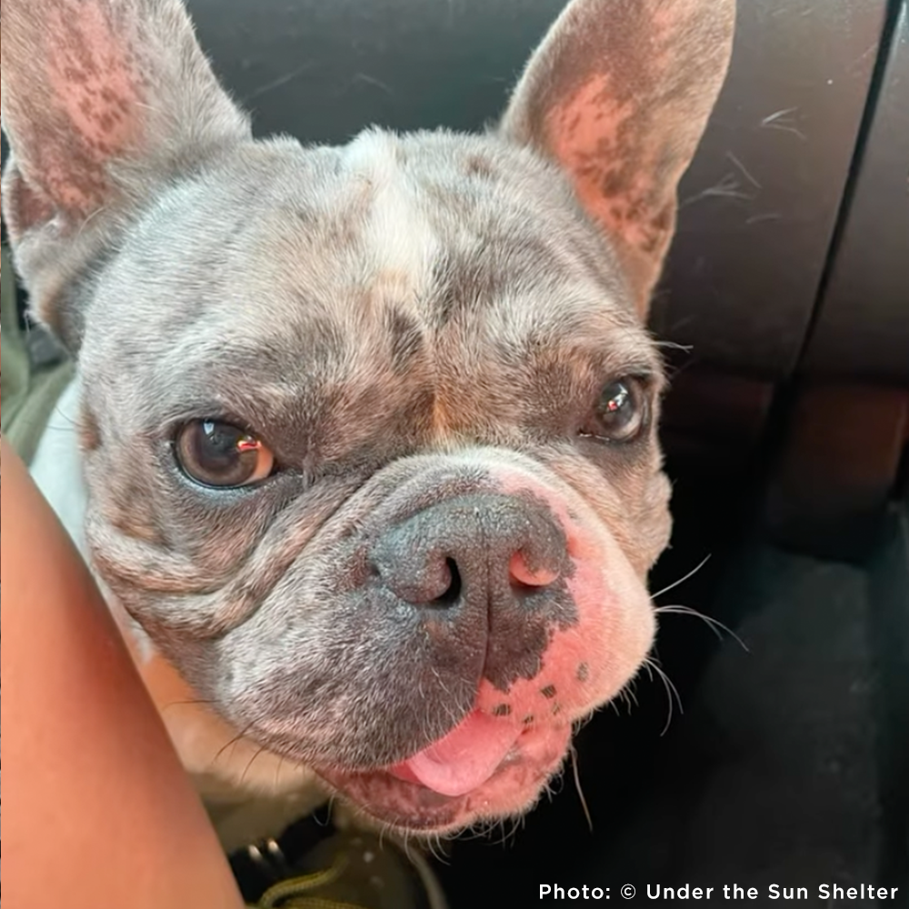 Close-up of a French Bulldog with a pink nose and ears, sitting inside a vehicle.