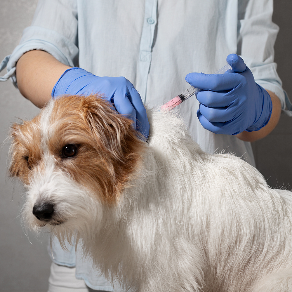 Send Medication to Protect Hundreds of Dogs from Deadly Illnesses