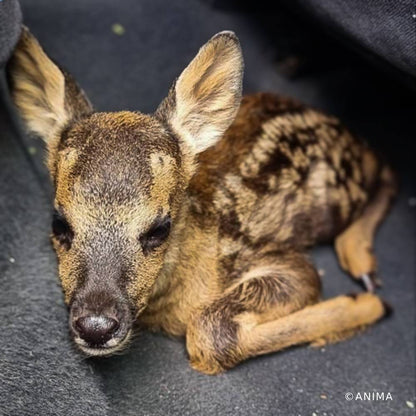 Help Provide Lifesaving Care to Orphaned and Injured Baby Wildlife