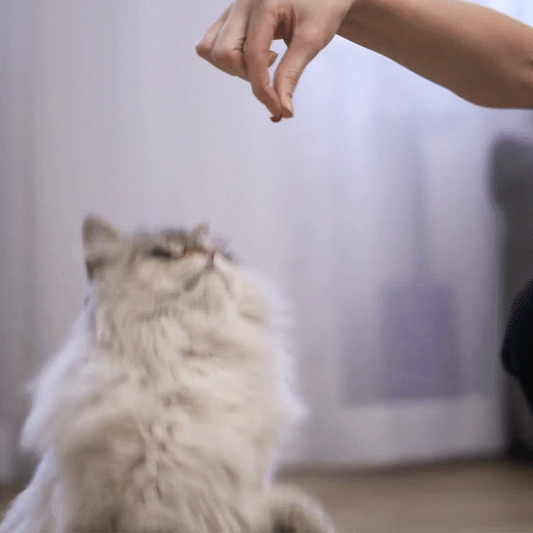 Training Packs To Help Cats & Kittens Get Adopted