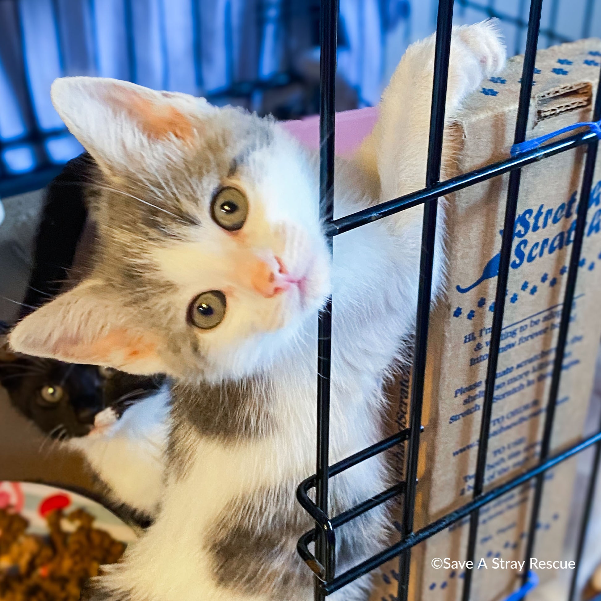 Humane Society Miniature Cats For Adoption Near Me Humane Society